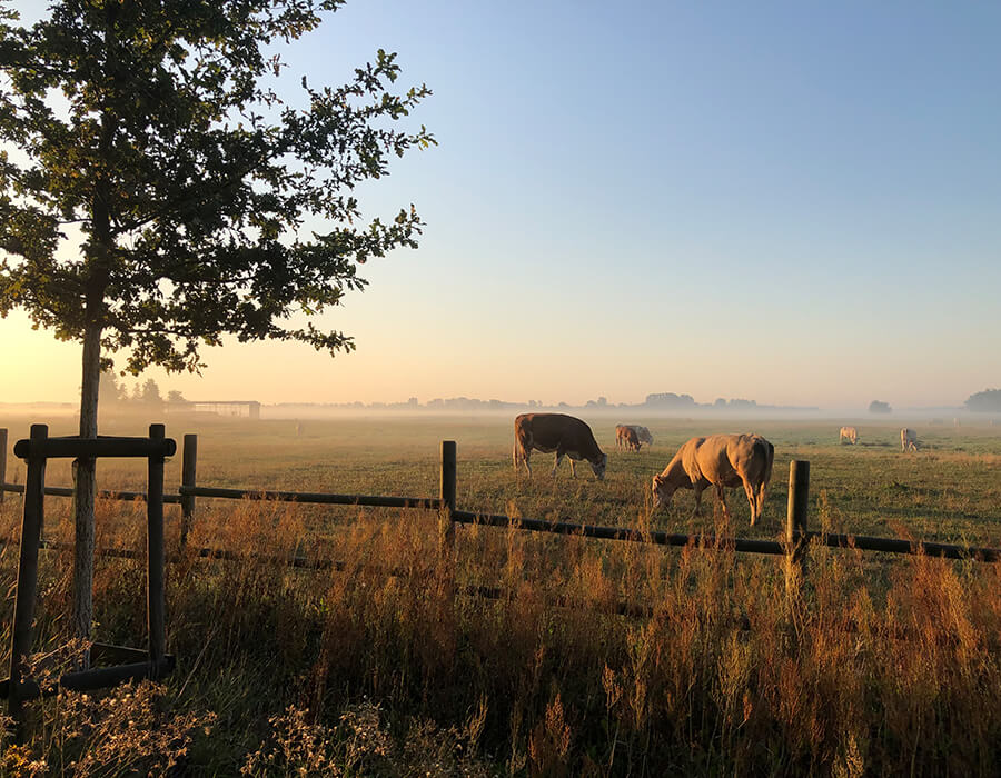 Kühe Glamping Nuthetal